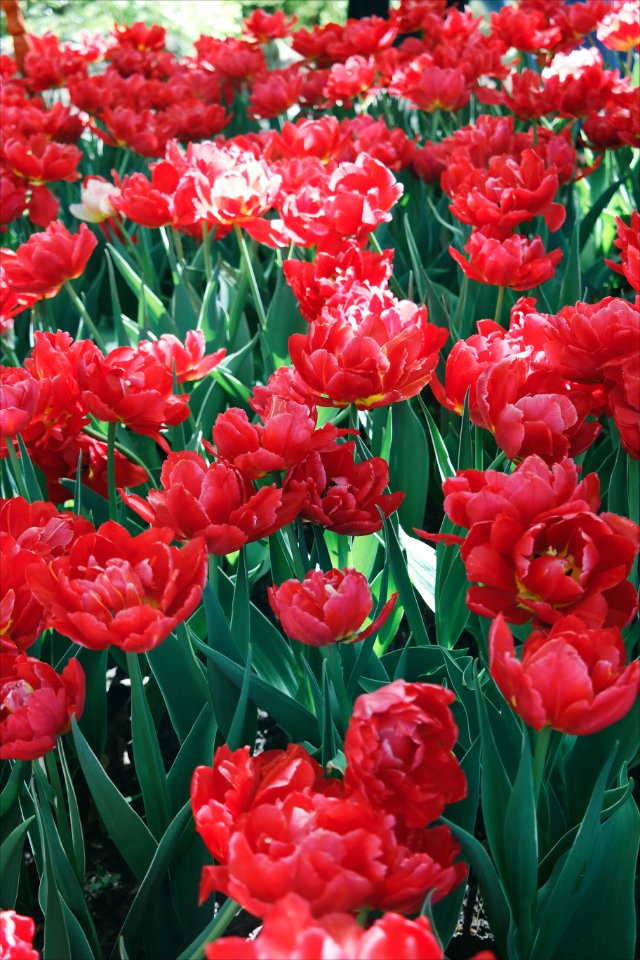 Beautiful Bloom Blooming