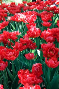 Beautiful Bloom Blooming