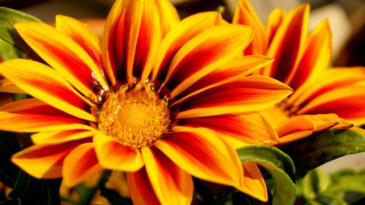 Beautiful Bloom Blooming