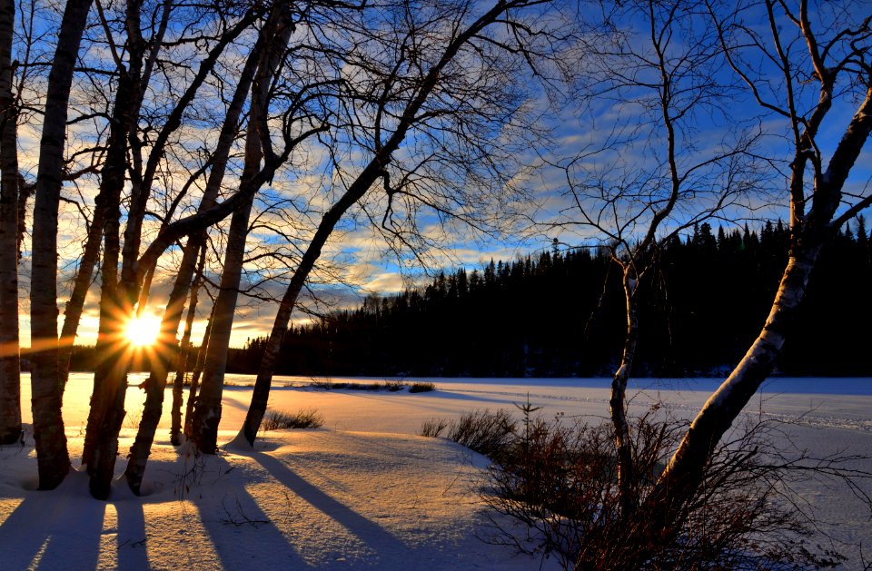 Branch Cold Dawn
