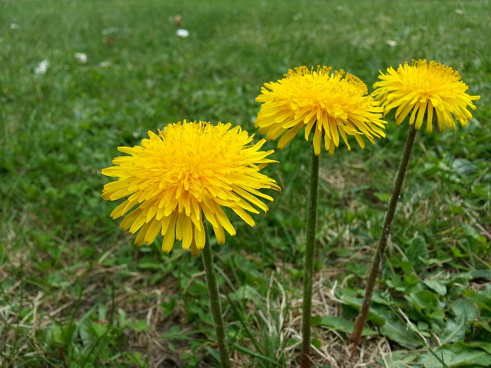 Plant summer yellow