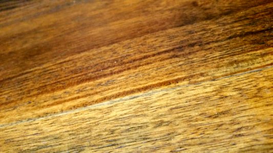 Close-up Hardwood Macro
