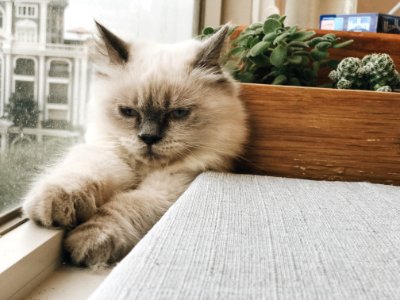 Adorable Animal Cat