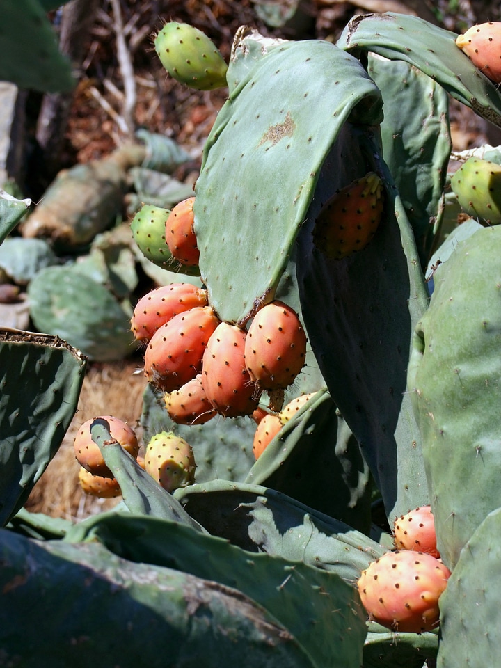 Cactus plant mediterranean