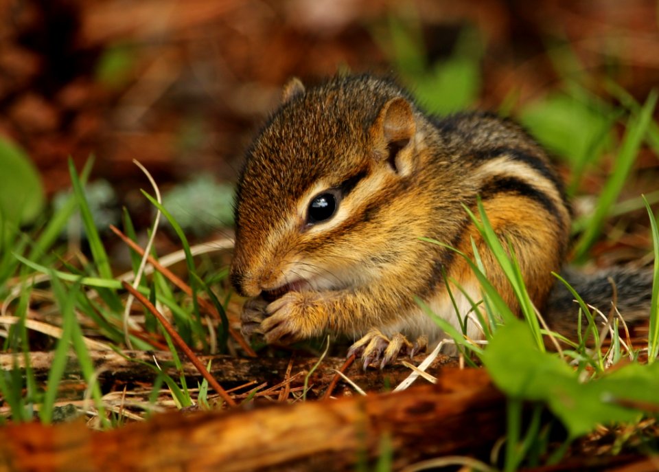 Adorable Animal Baby