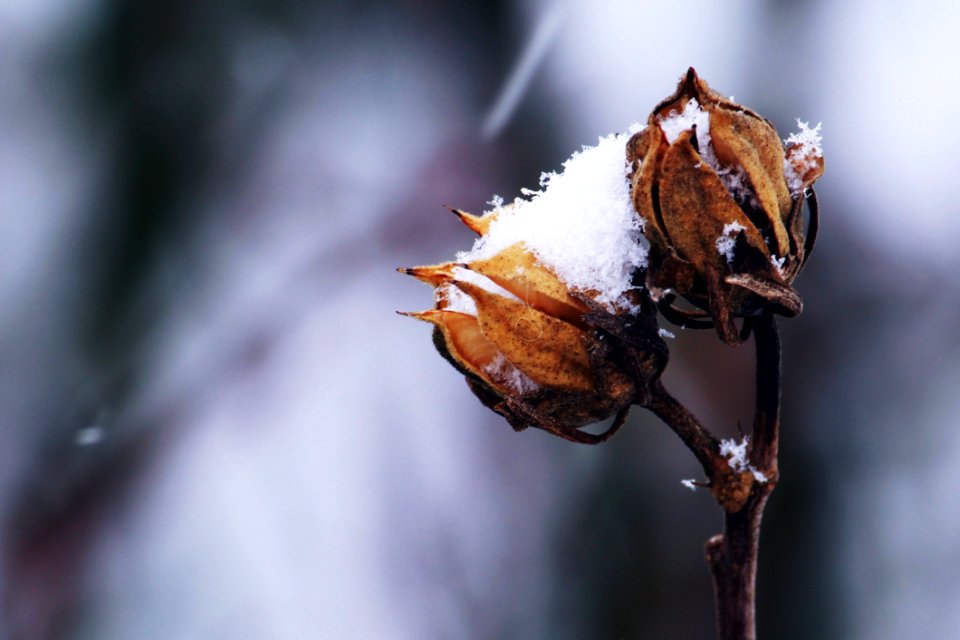 Bud Close-up Cold