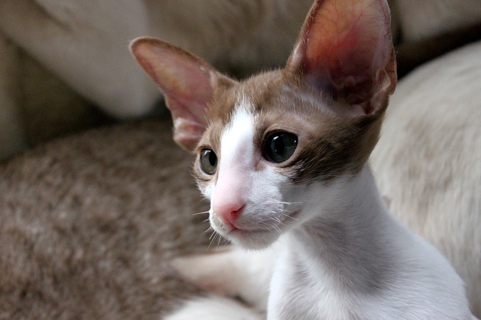 Curious oriental shorthair fur