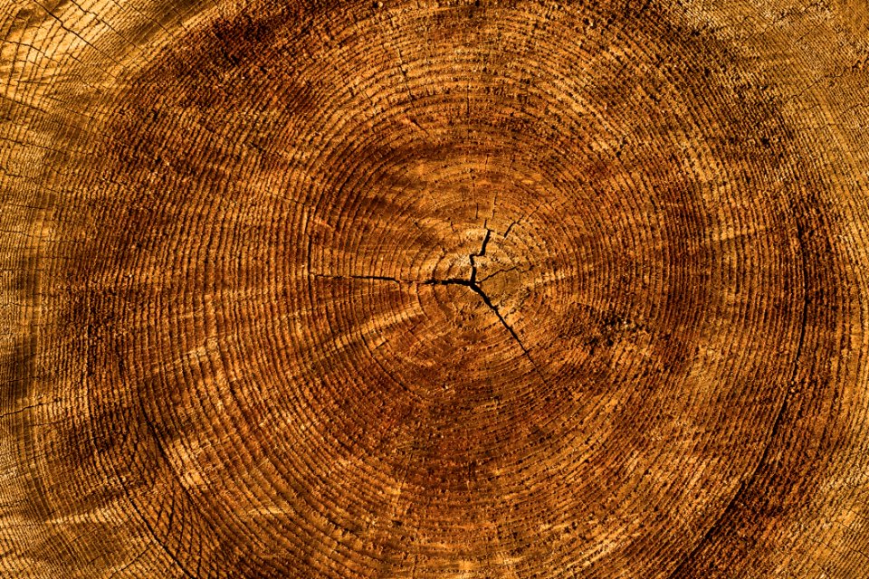 Close-up Crack Hardwood