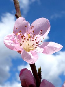 Beautiful Bloom Blooming
