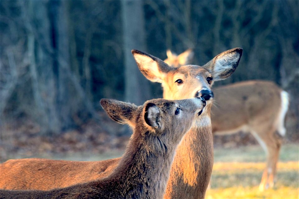 Animal Buck Close-up