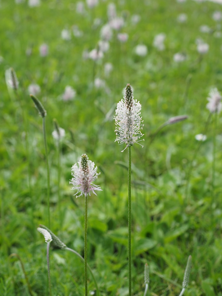 Meadow flowers blossom