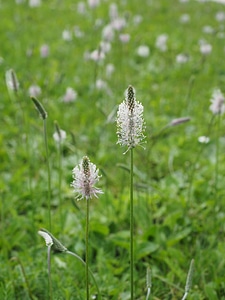 Meadow flowers blossom