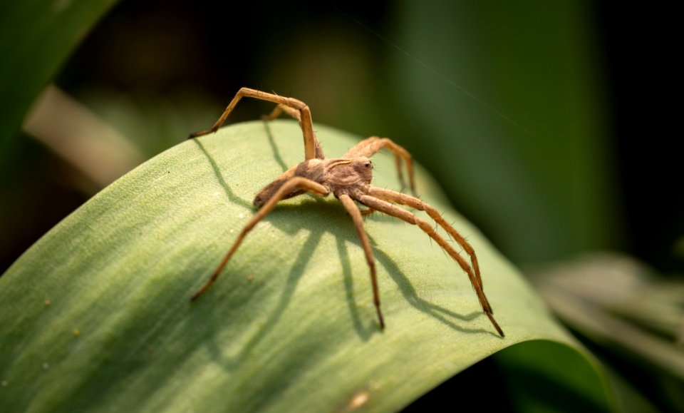 Animal Arachnid Biology