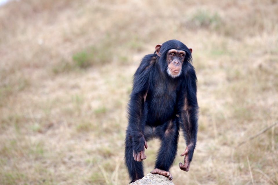Adorable Animal Photography