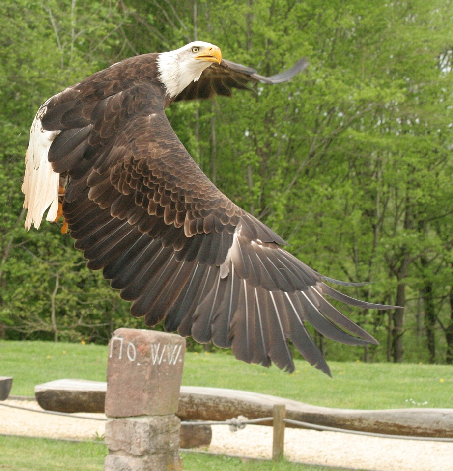 Bird of prey animal close up