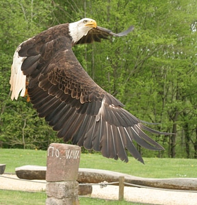 Bird of prey animal close up photo