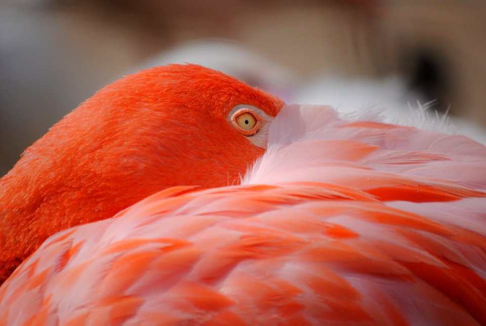 Animal Avian Beak photo