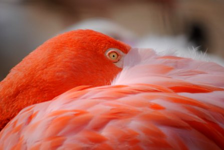 Animal Avian Beak