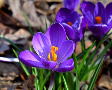 Beautiful Bloom Blooming