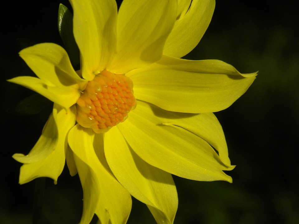 Floral color petal