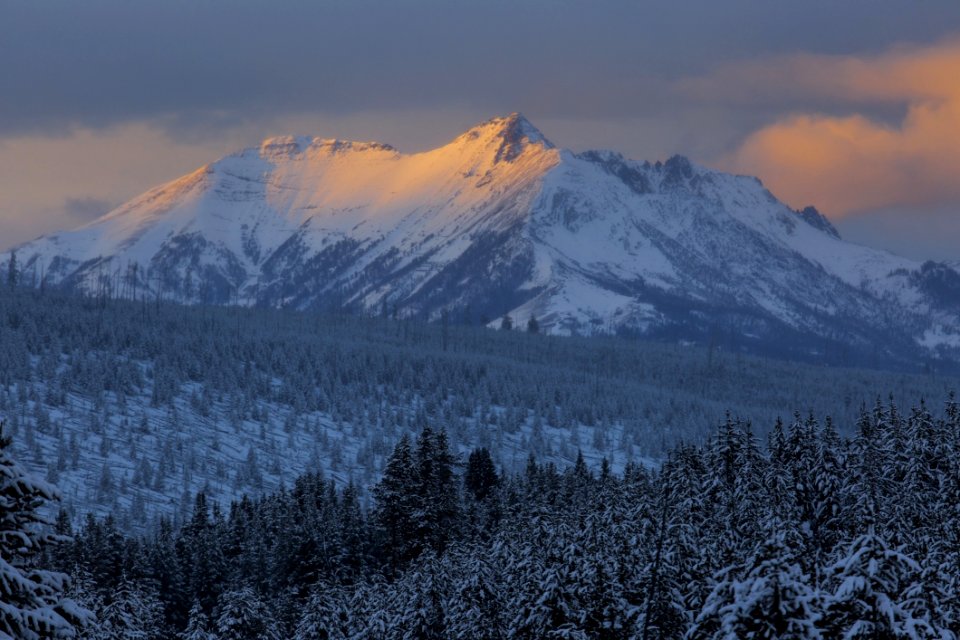 Alpine Cold Conifer