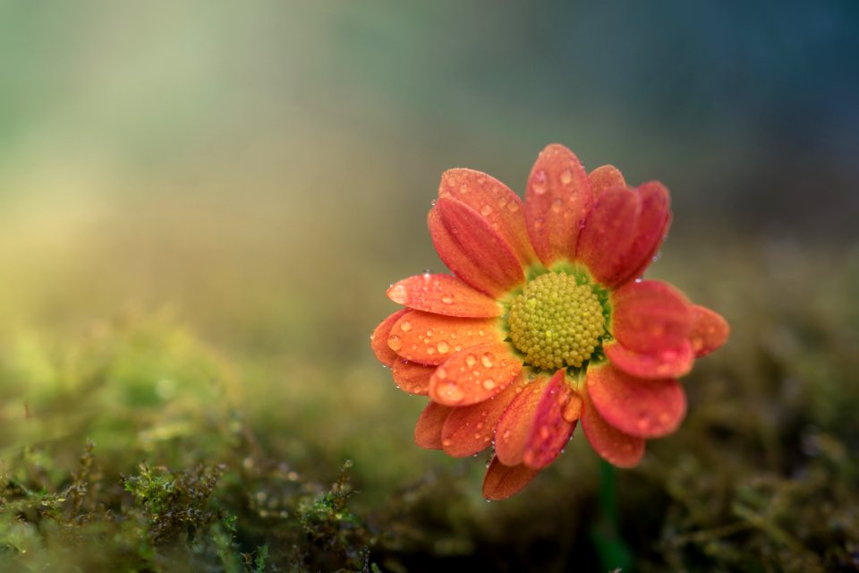 Beautiful Bloom Blooming