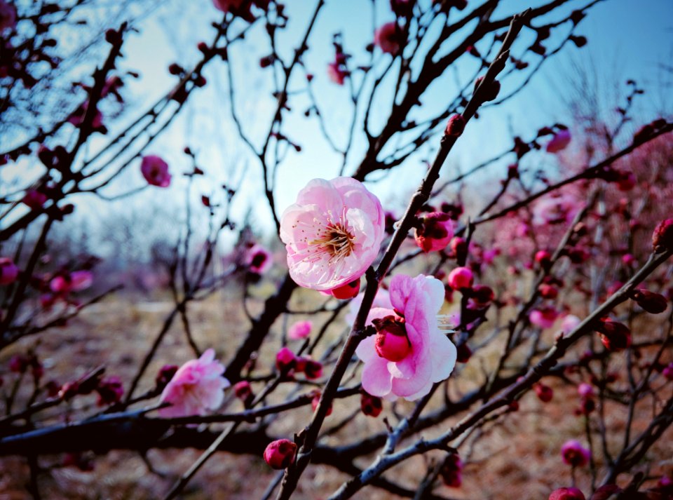 Beautiful Bloom Blooming