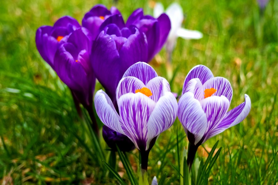 Bloom Blooming Blossom
