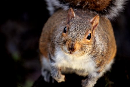 Adorable Animal Brown photo