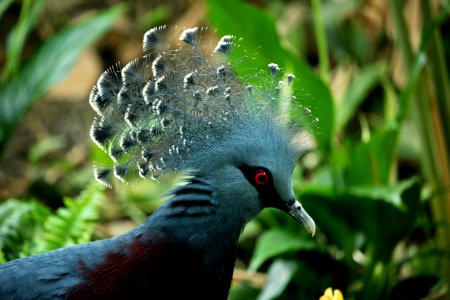 Animal Avian Beak photo