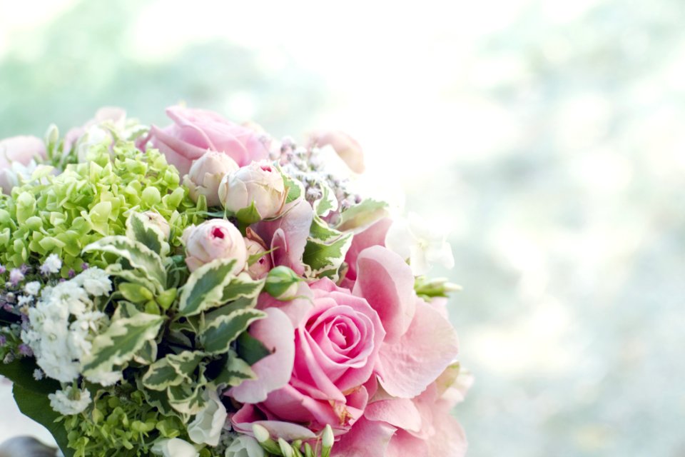 Beautiful Beauty Blooming