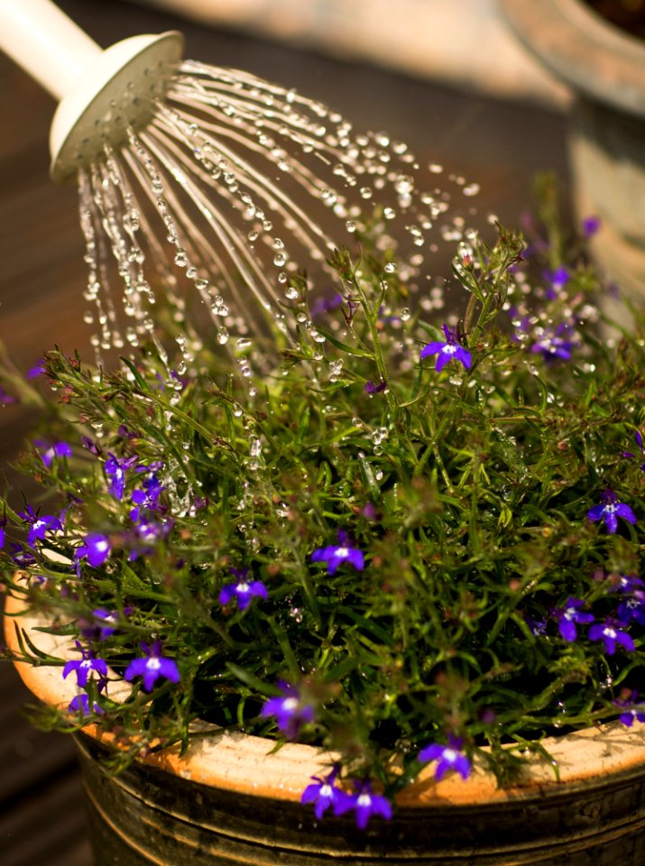Beautiful Bloom Blooming