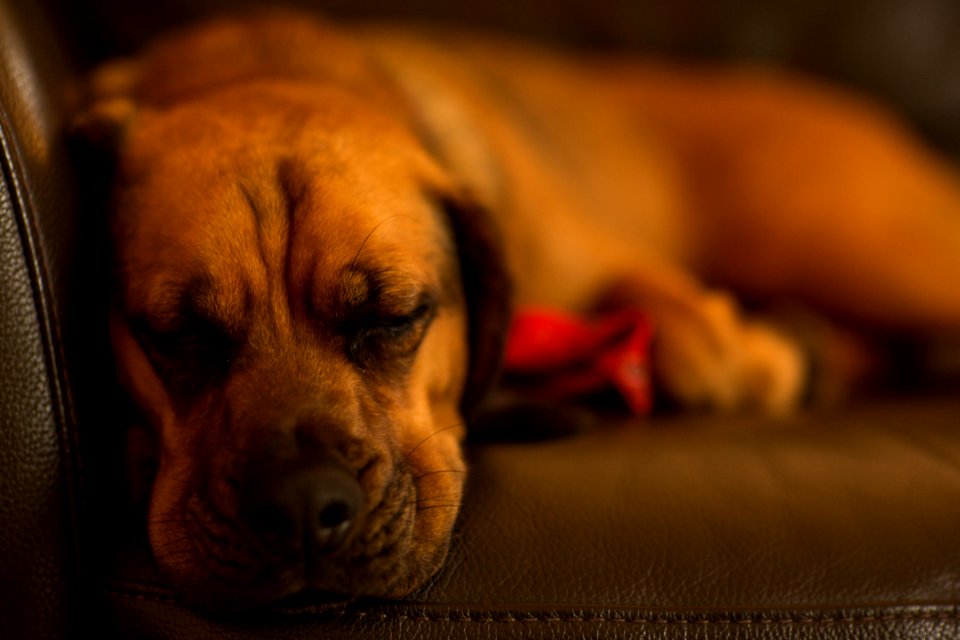 Selective Focus Of Tan Dog Lying On Sofa