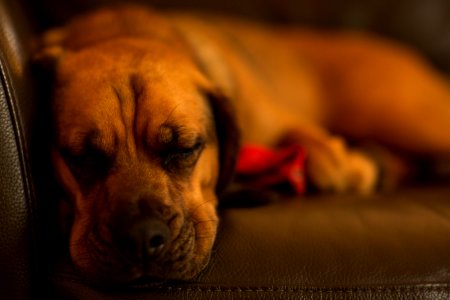 Selective Focus Of Tan Dog Lying On Sofa photo