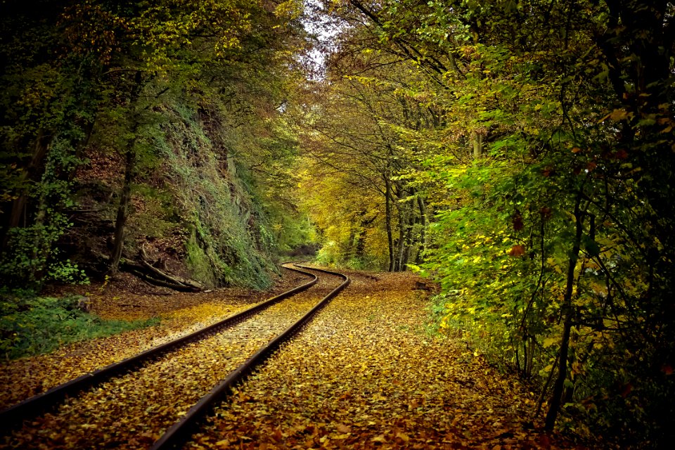 Autumn Colours Bright