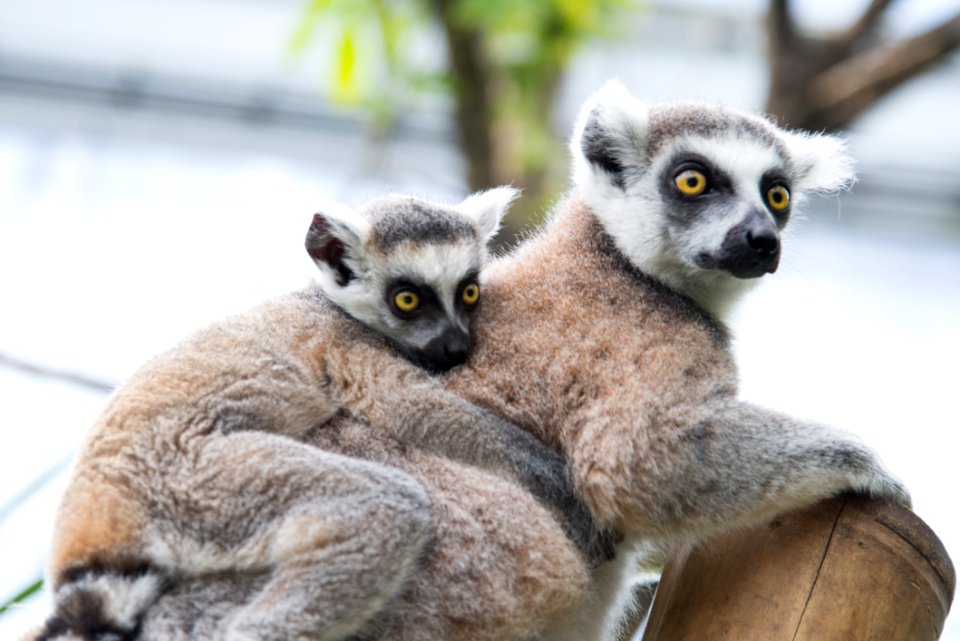Animal Photography Blur