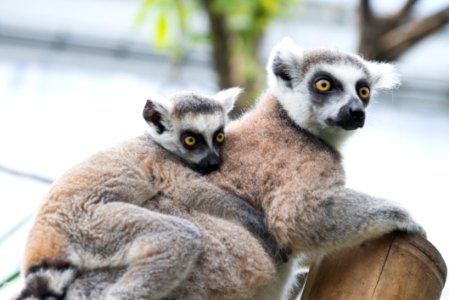 Animal Photography Blur