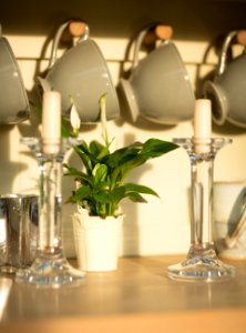 Candles Contemporary Cups