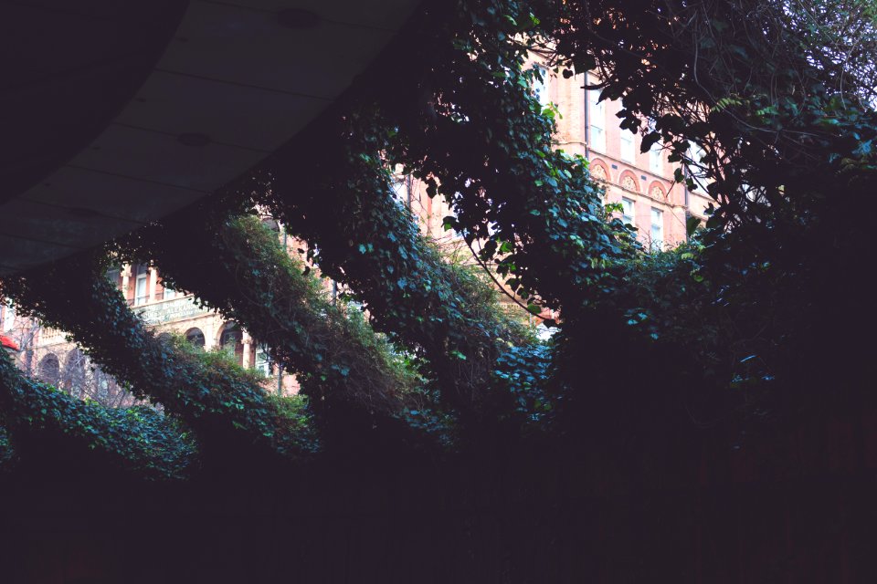 Dark Leaves Plants