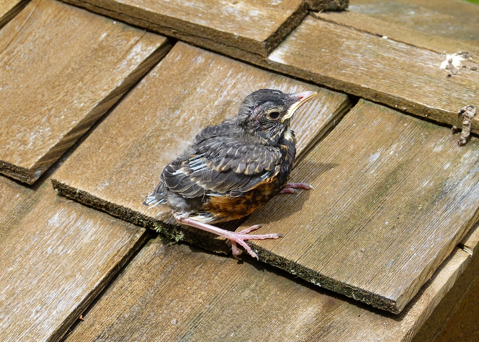 Bird feathered wooden