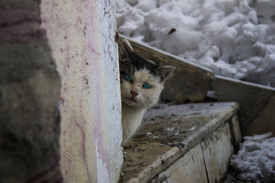 Adorable Animal Cat