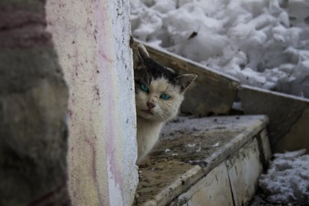 Adorable Animal Cat