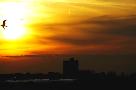 Backlit City Dawn photo