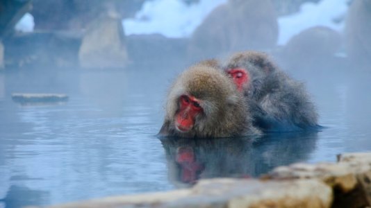 Animal Photography Animals