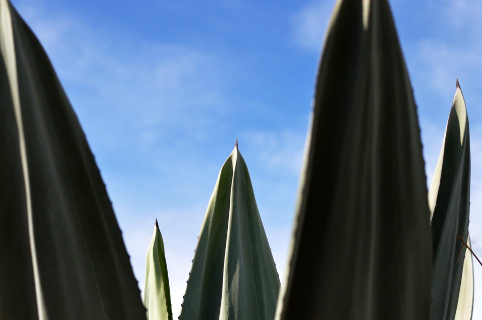 Agave Close-up Daylight