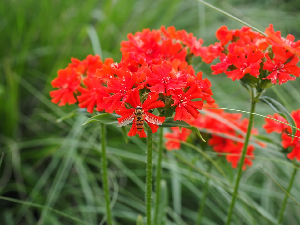 Bloom red lychnis chalcedonica