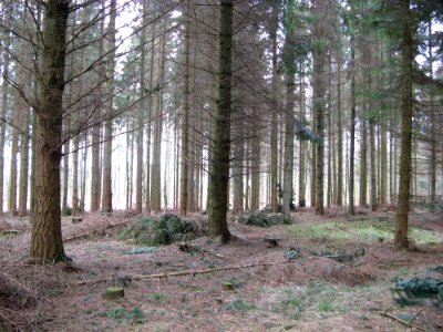 Conifers Environment Fir photo