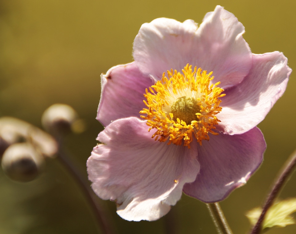 Blossom bloom plant