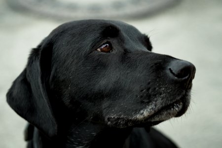 Animal Canine Close-up photo