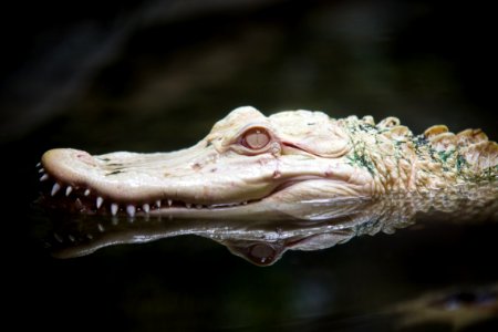 Close Up Of Alligator Head